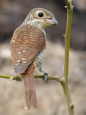 Tiger Shrike