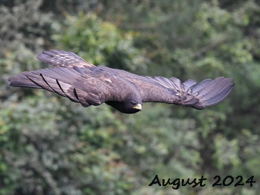 Birding Asia