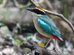 Fairy Pitta, Huben Taiwan