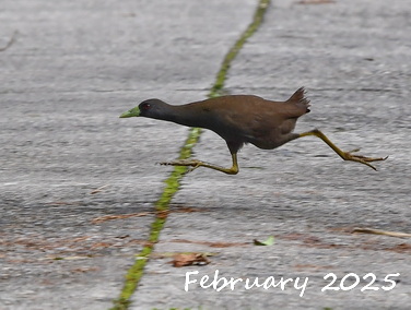 Birding Asia