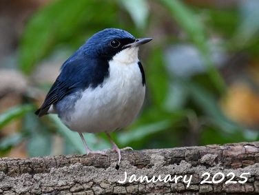 Birding Asia