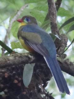 Javan Trogon / Birding2asia