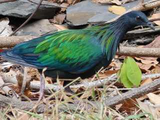 Nicobar Pigeon -Similan Islands