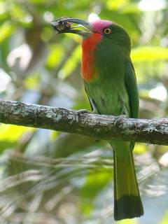 Red-bearded Bee-eater / Birding2asia