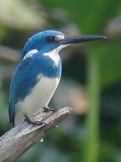 Small Blue Kingfisher / Birding2asia