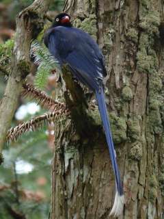 Taiwan Blue Magpie / Birding2asia