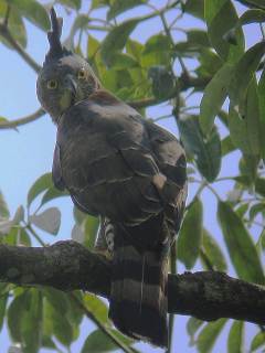 Wallace's Hawk Eagle -Khao Sok NP