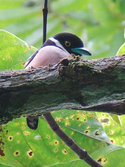 Black-and-yellow Broadbill