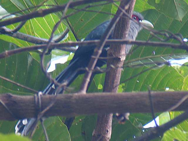 Black-bellied Malkoha