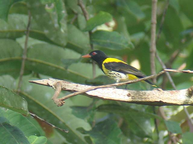 Dark-throated Oriole