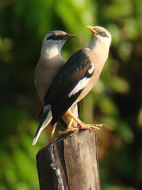 Vinous-breasted Starling / Birding2asia