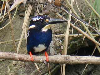 Silvery Kingfisher  Stijn De Win