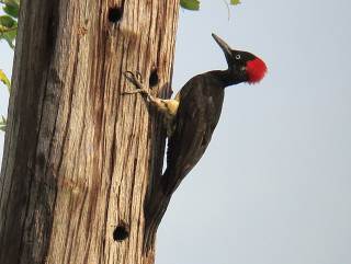 White-bellied Woodpecker  Stijn De Win