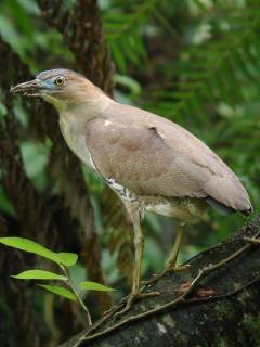 Malayan Night Heron  Stijn De Win