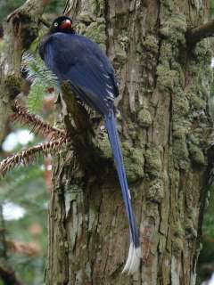 Taiwan Blue Magpie  Stijn De Win