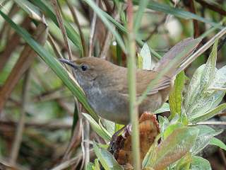 Taiwan Bush Warbler  Stijn De Win