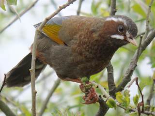 White-whiskered Laughingthrush  Stijn De Win