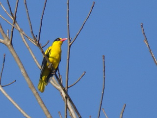 Black-naped Oriole