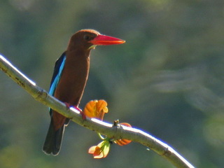 Brown-breasted Kingfisher