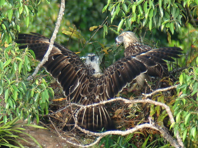 Philippine Eagle Mt. Apo