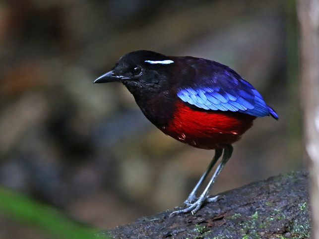 Black-crowned Pitta at Kinabatangan