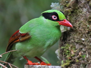 Bornean Green Magpie