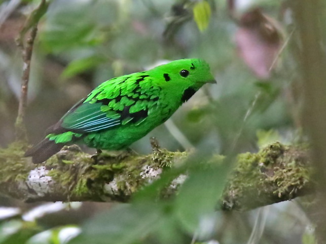 Whitehead's Broadbill