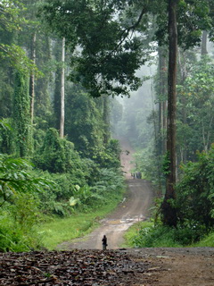 Birders in Borneo Rainforest