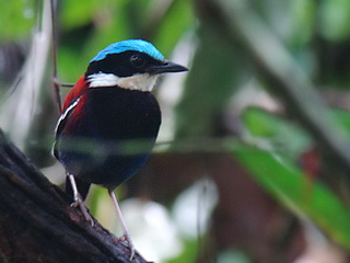 Borneo Blue-headed Pitta