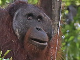 Kinabatangan Orang Utan