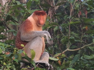 Kinabatangan Proboscis Monkey