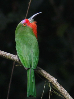Red-bearded Bee-eater at Danum Valley
