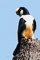 The endemic White-fronted Falconet