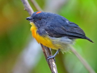 Yellow-rumped Flowerpecker at Sepilok