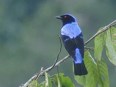 Asian Fairy Bluebird