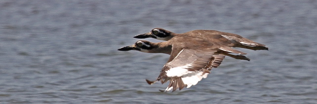 Beach Thick-knee Flores