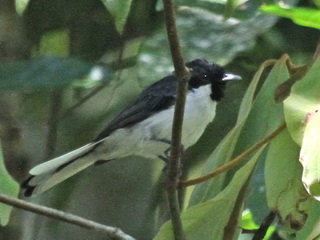 Birdwatching Lesser Sundas