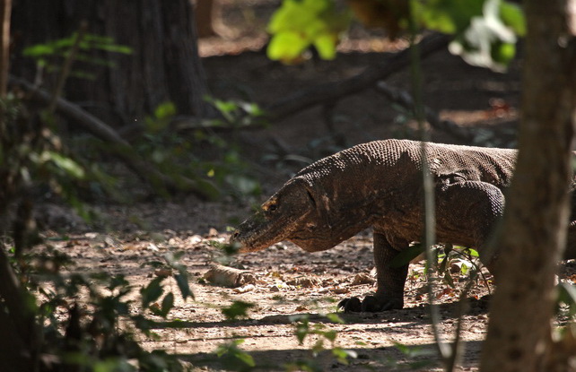 Komodo Dragon