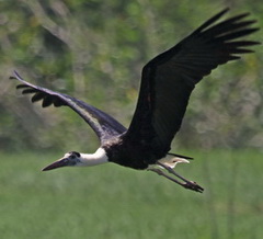 Wooly-necked Stork on Flores