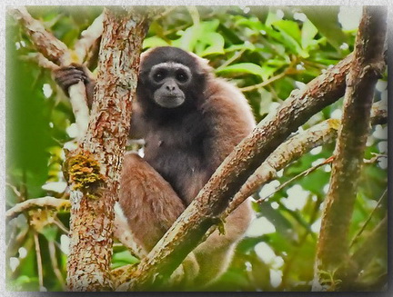 Bornean Gibbon at Tawau Hills Park