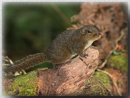 Bornean Mountain Ground Squirrel