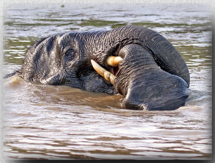 swimming Bornean Pygmy Elephant, Kinabatangan