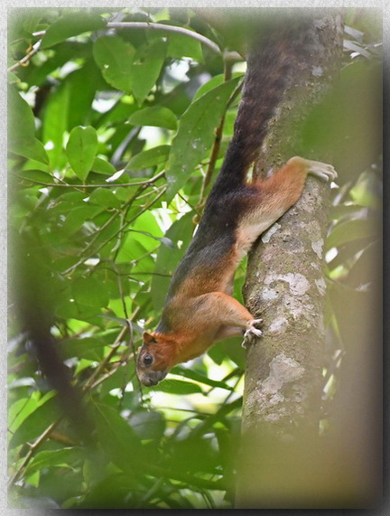 Giant Squirrel - subspecies cothurnata