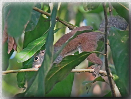 Horse-tailed Squirrel at Sepilok