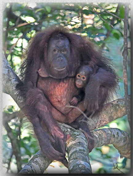Orangutan Sepilok