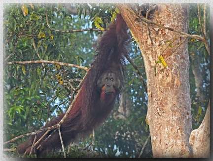Orangutan on the Kinabatangan