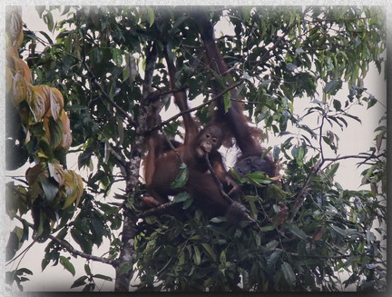 Orangutan on nest
