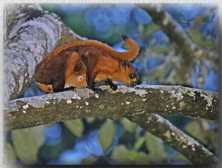 Red Giant Flying Squirrel in Sepilok RDC