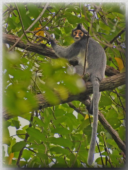 Sabah Grey Langur