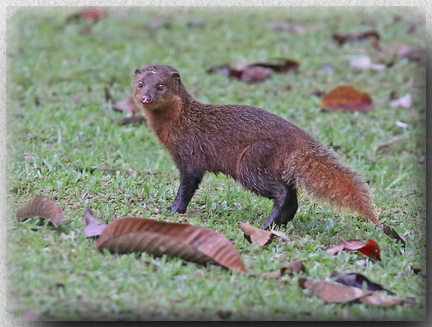 Short-tailed Mongoose at Borneo Highlands